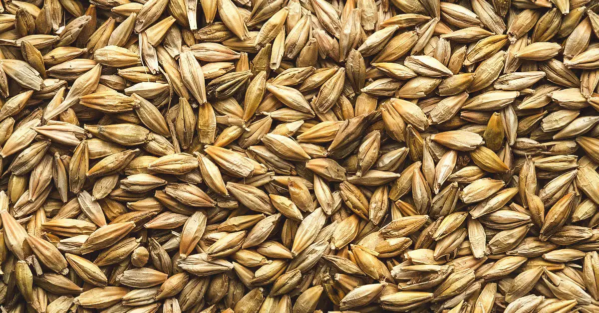 Barley