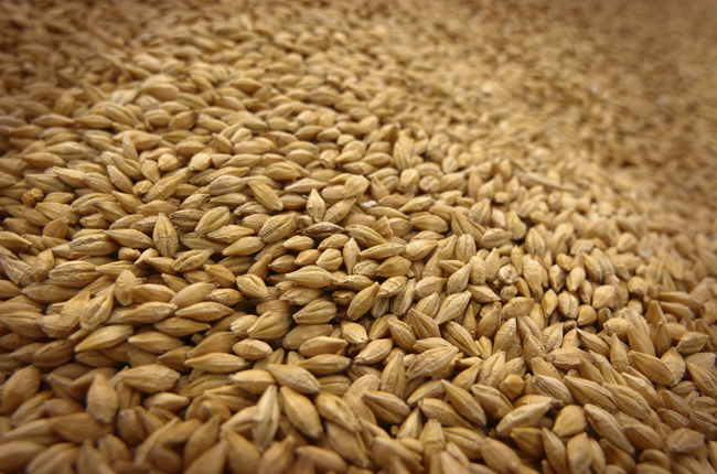 Soft wheat