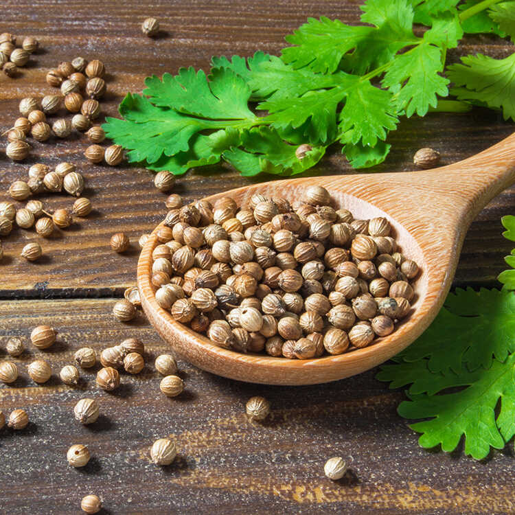 CORIANDER