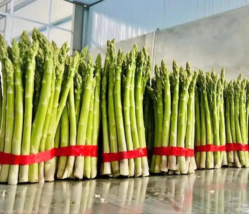 Fresh Asparagus