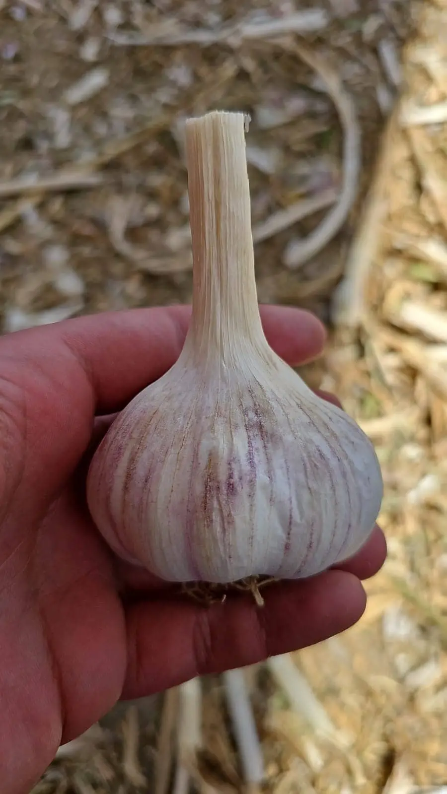 Garlic