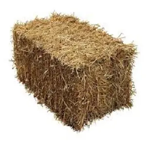 Hay
