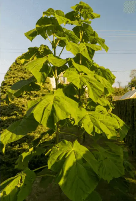Kiri Paulownia tree