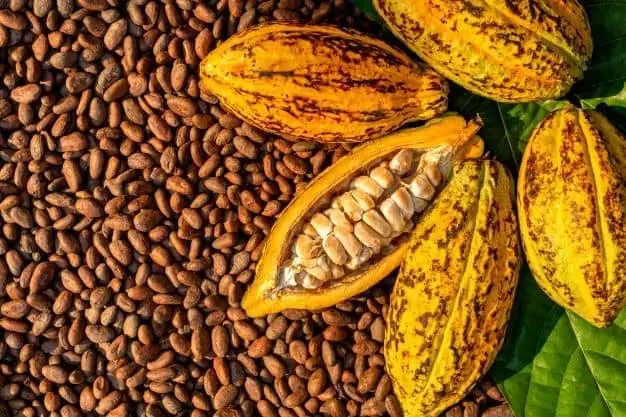 Cocoa Beans