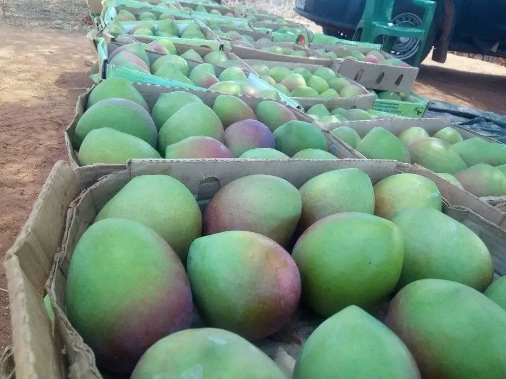 Apple, Ngowe, Kent, tommy.