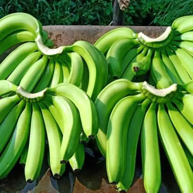 G9 Cavendish Banana