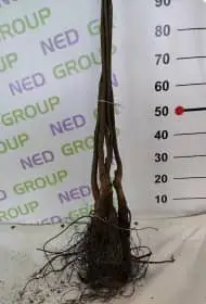 JUGLANS REGIA walnut rootstock