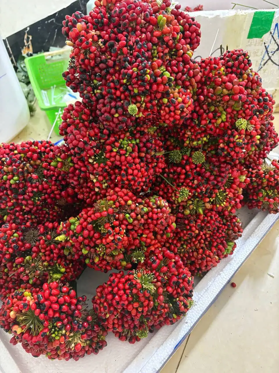 Panax vietnamensis var. fuscidiscus flower/seed