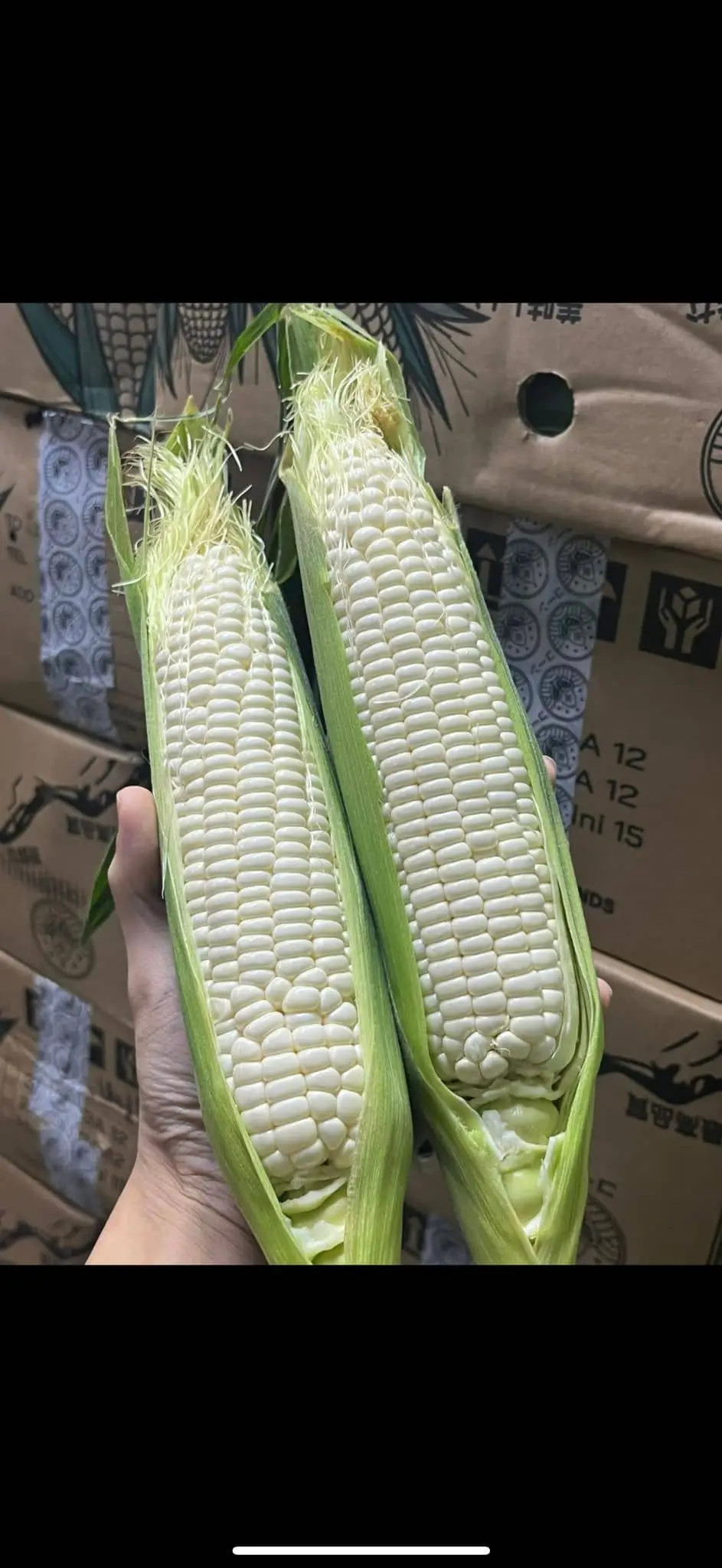 White Sweet Corn on Cob