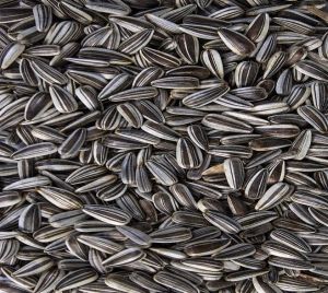 Striped Sunflower Seeds