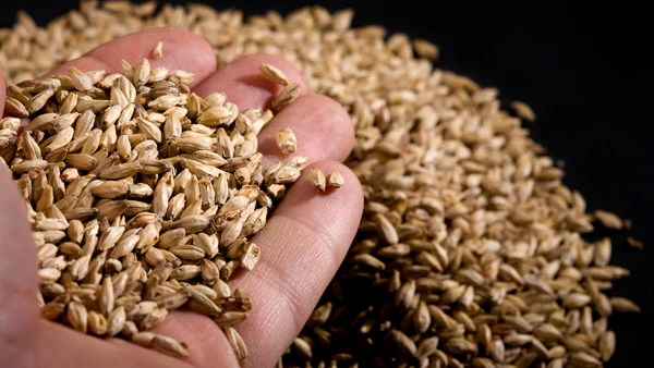 Barley Malt