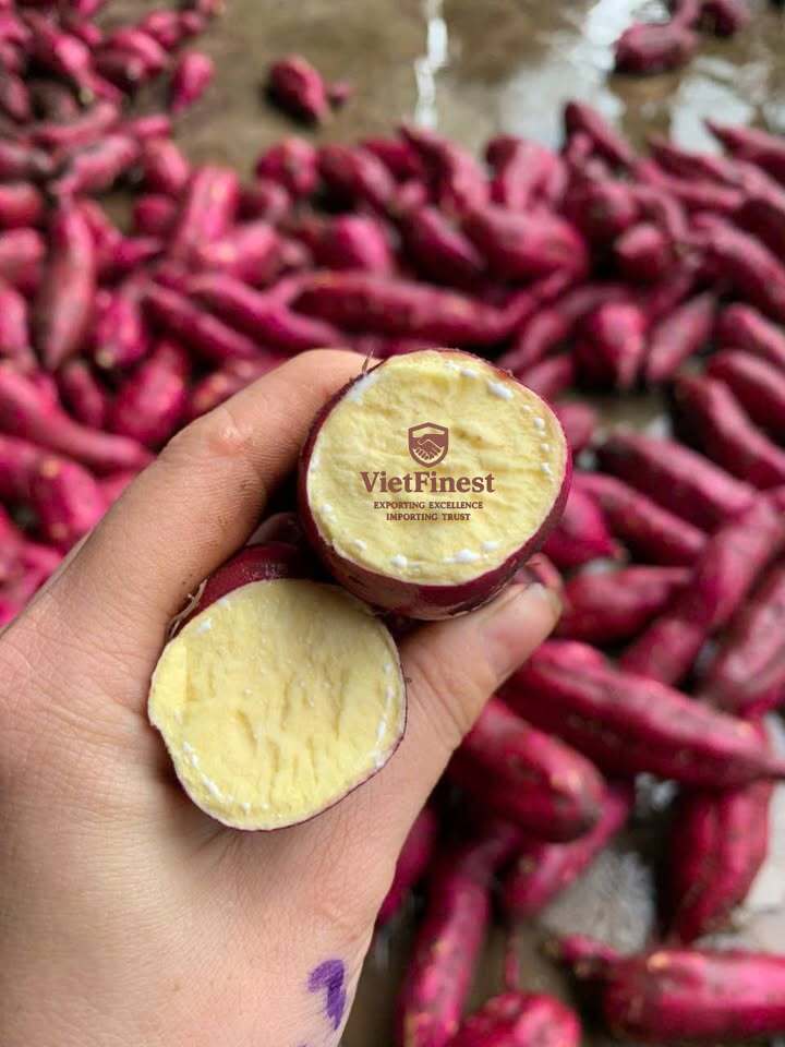 Japanese Yellow sweet potatoes from Vietnam