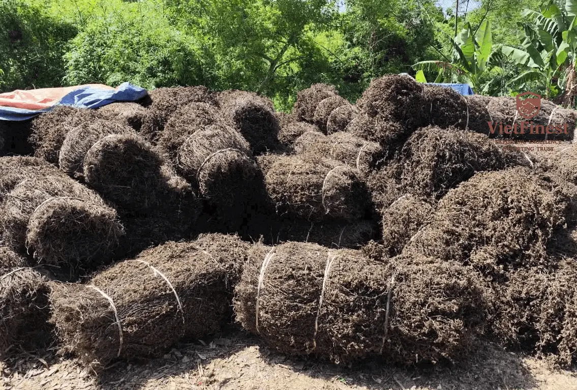 Dried Grass Jelly Leaves / Platostoma palustre