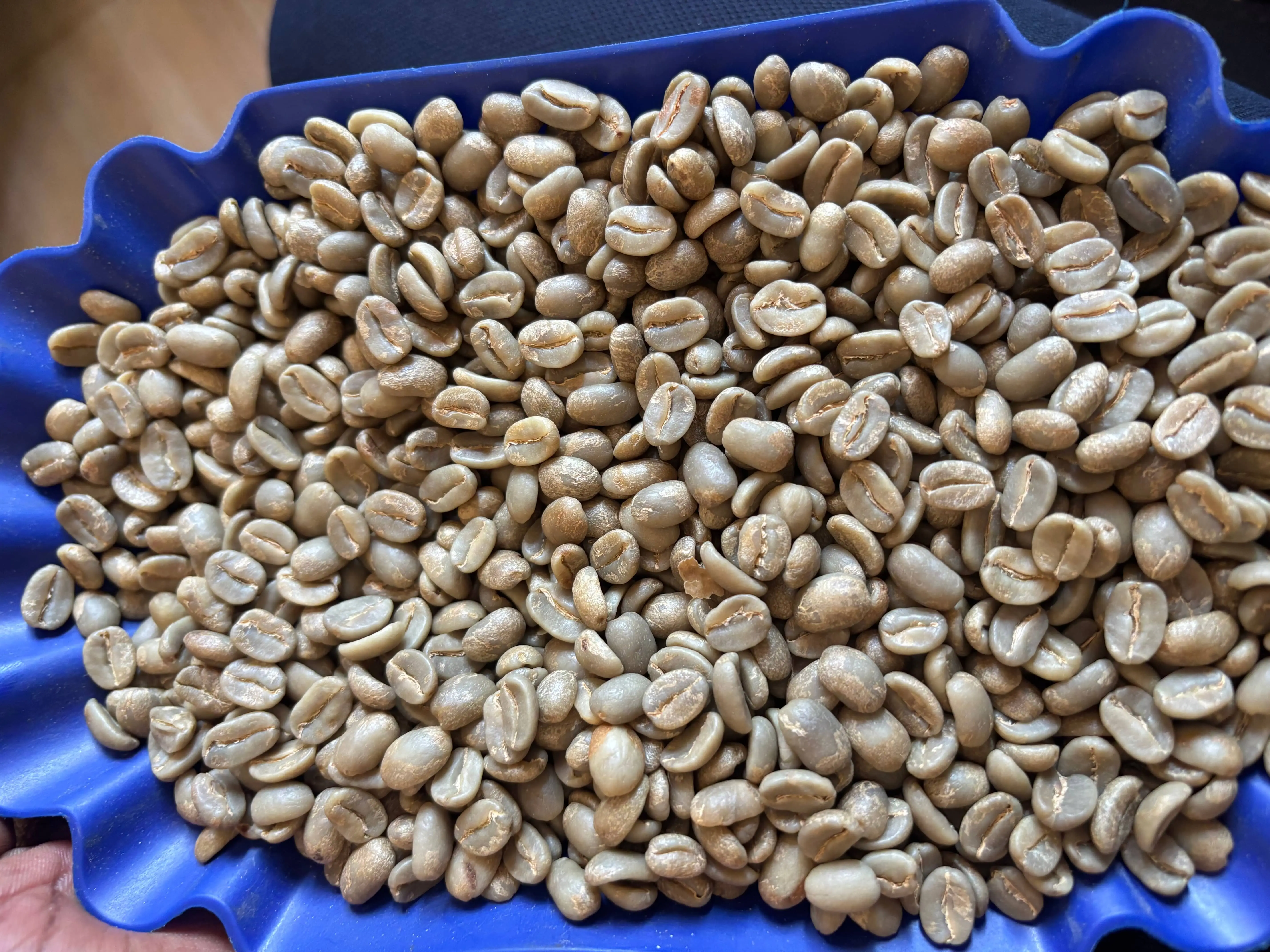 Premium Arabica coffee beans