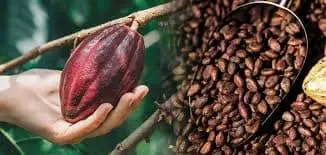 Cocoa Beans