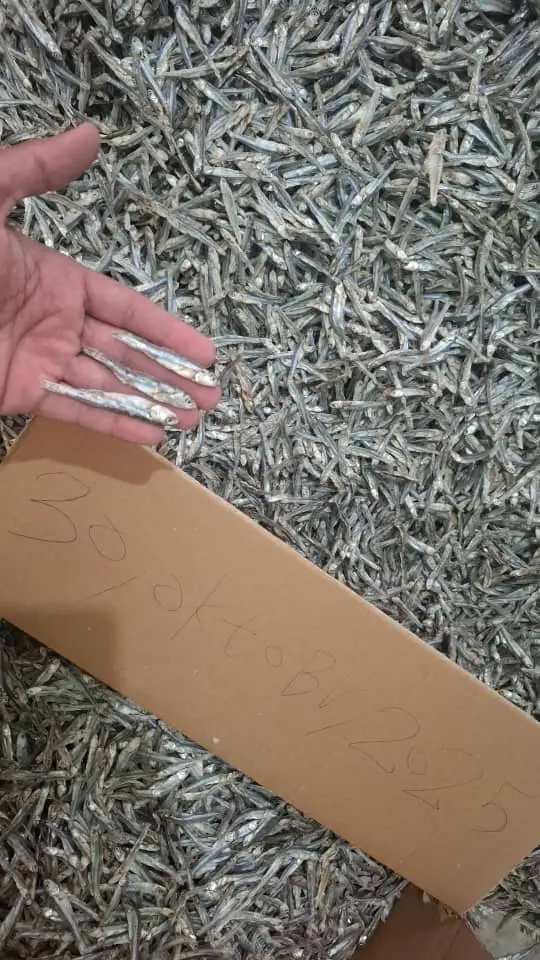 Galdi Fish is a trusted exporter of high-quality dried anchovy fish from the southern coasts of Ira