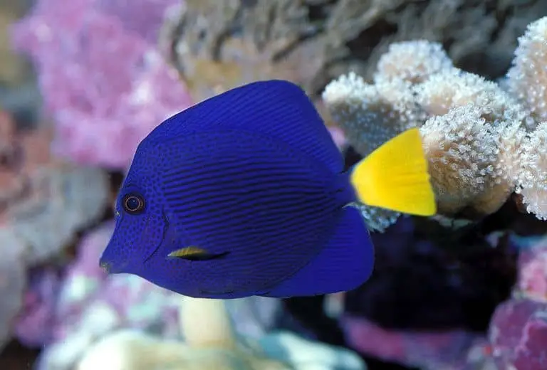 Purple Tang (Zebrasoma xanthurum)