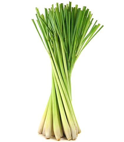 Fresh Lemongrass – Malaysia Wholesale Supplier