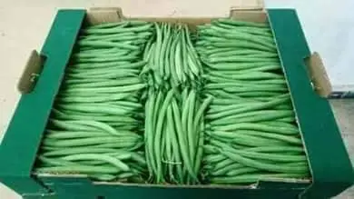 Green Beans