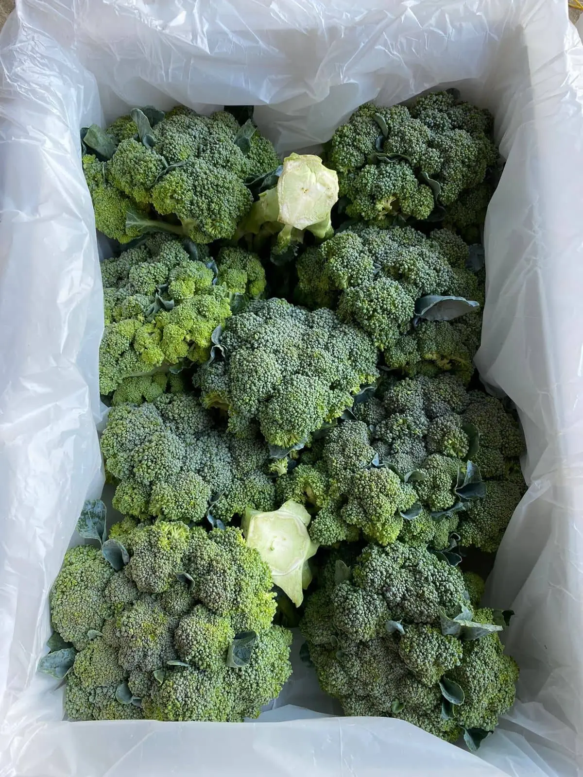 Broccoli