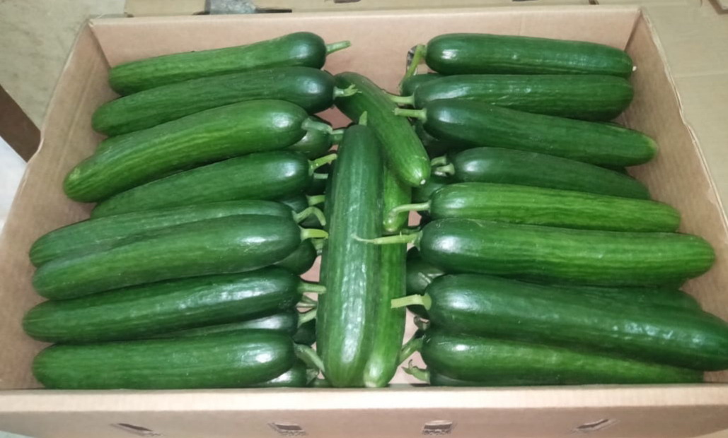 Cucumber