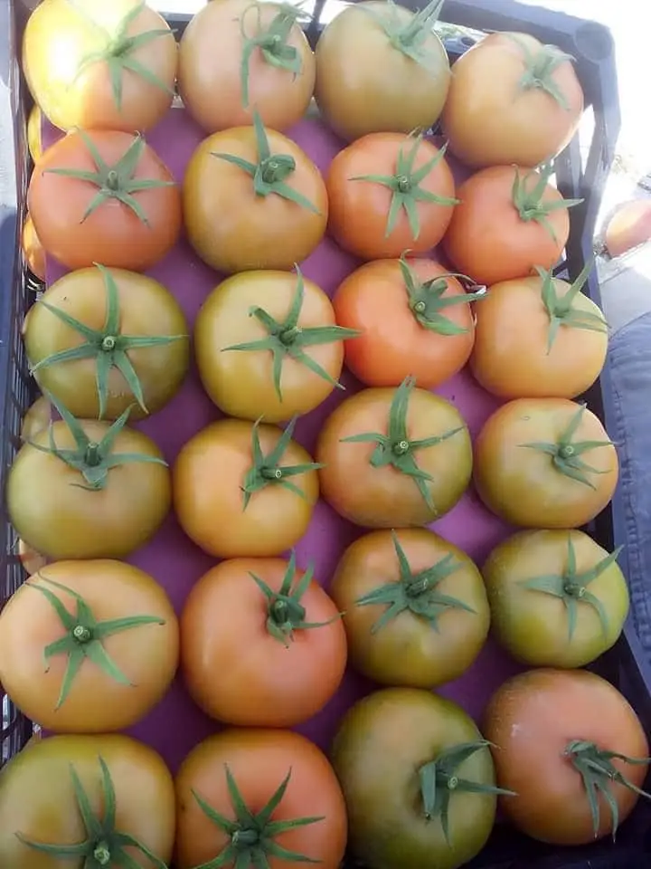 Tomatoes