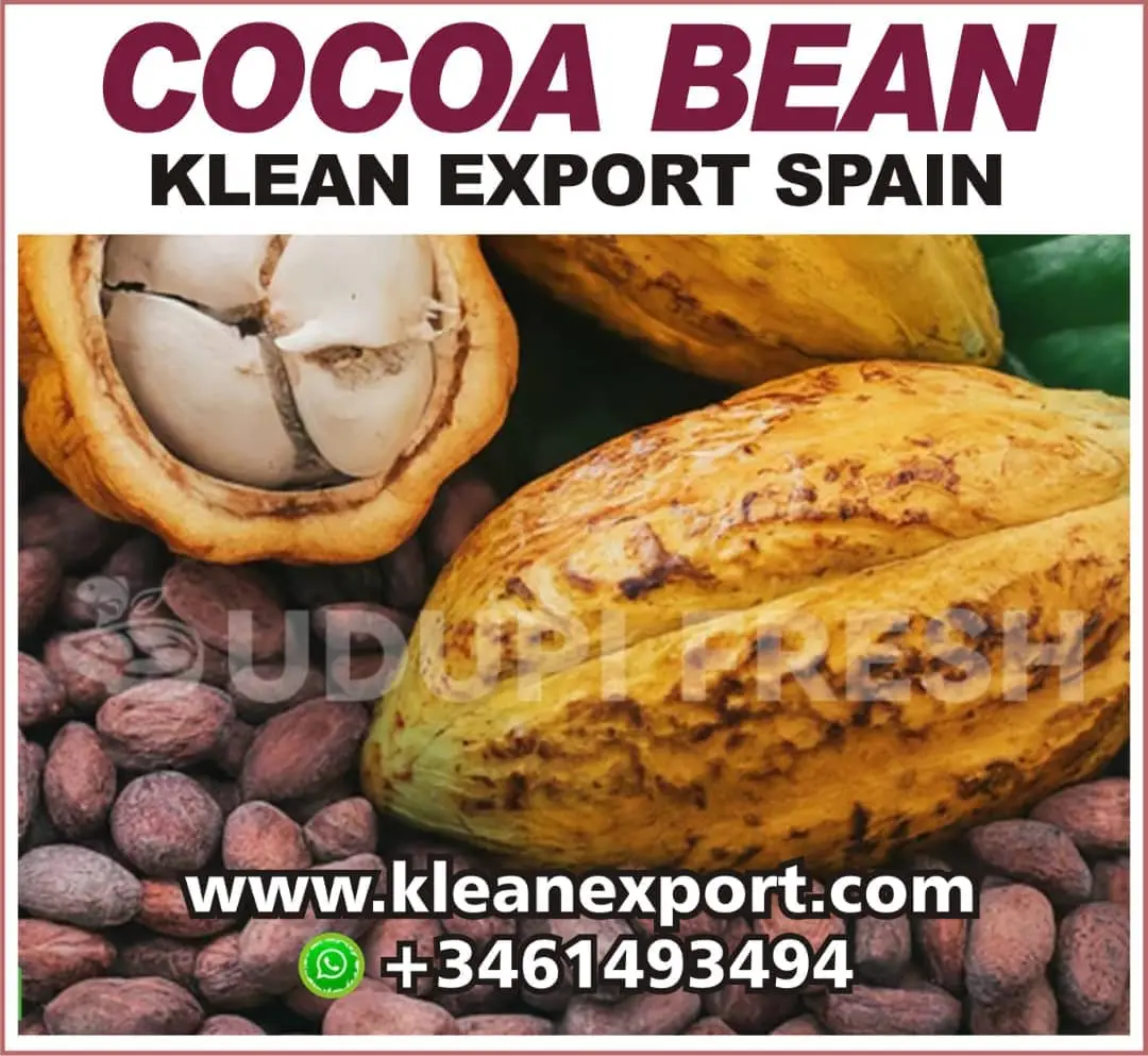 Cocoa beans