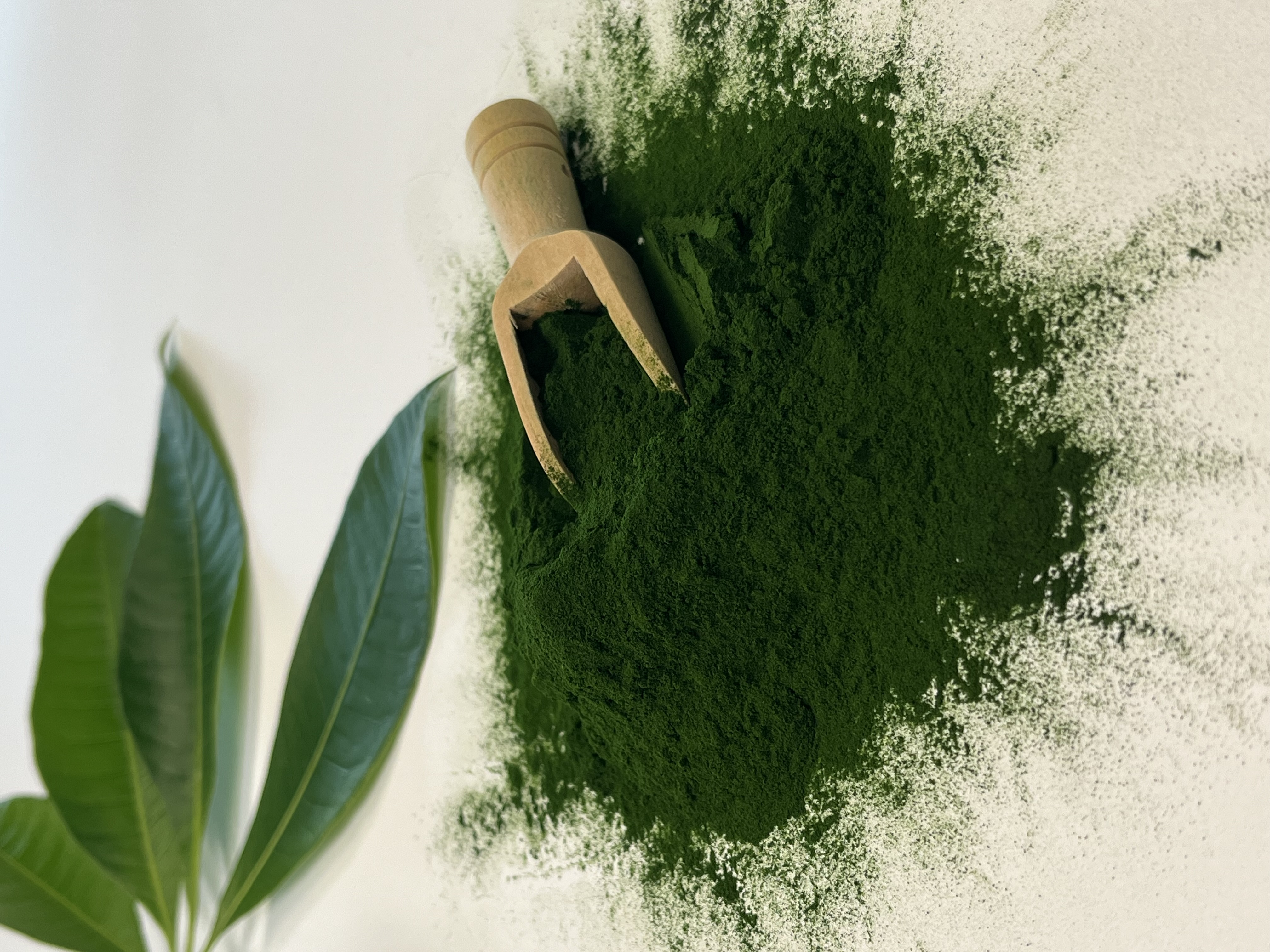 Chlorella Powder (Organic Chlorella Powder)
