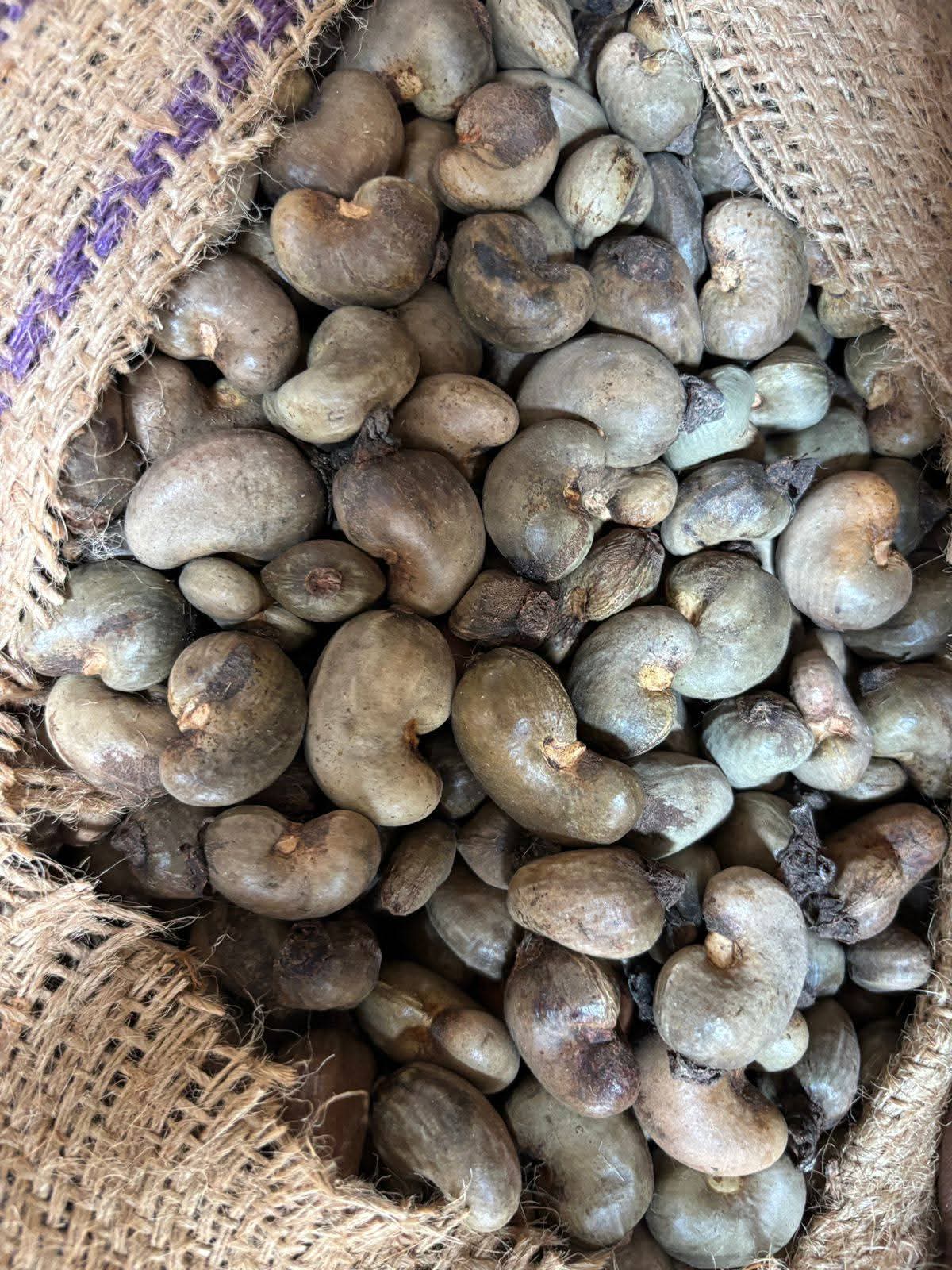 Raw Cashew Nuts