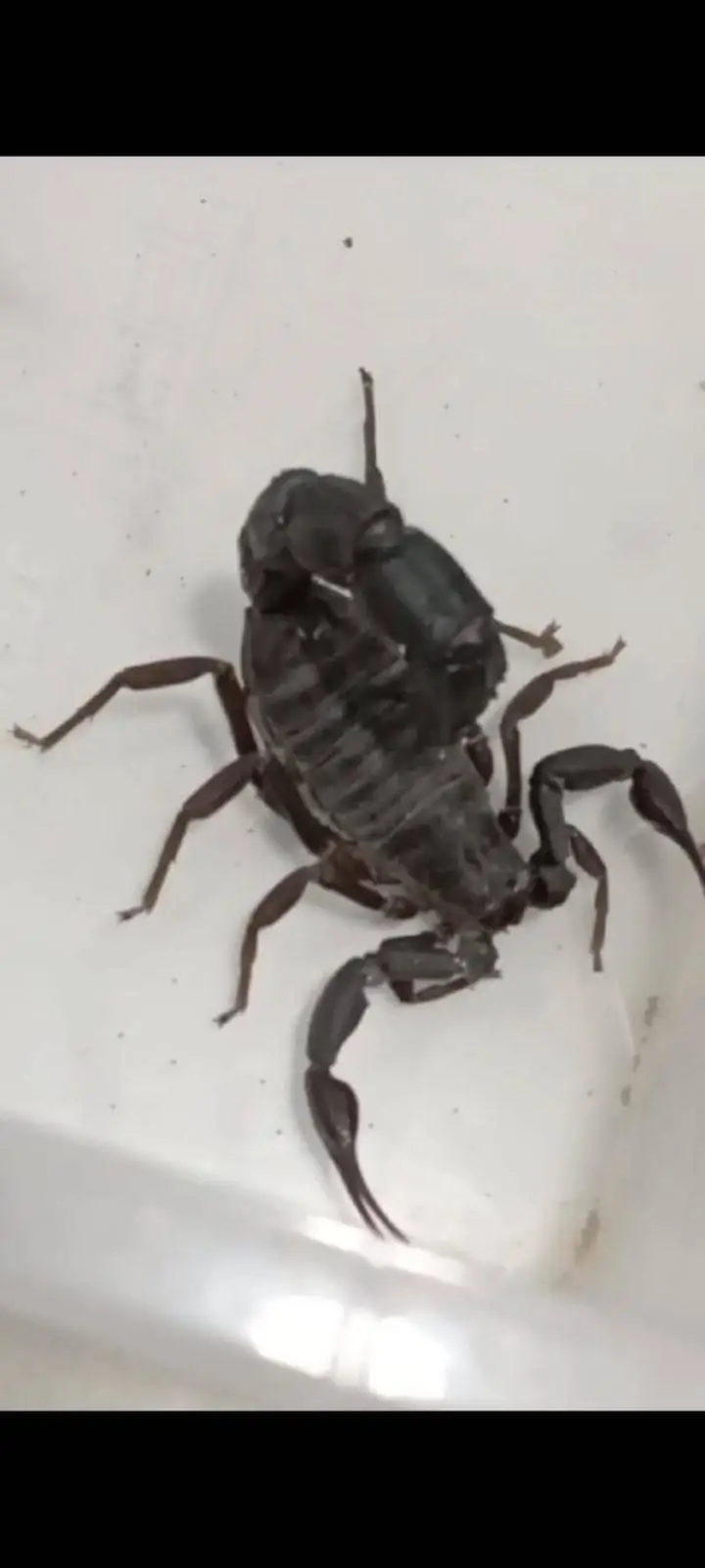 Androctonus turkiyensis and Androctonus crassicauda