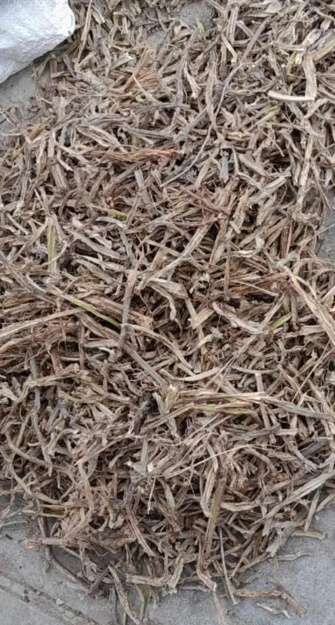 Cissus Quadrangularis ( Pirandai / Hadjod)