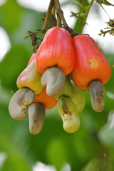 Cashew Kernel