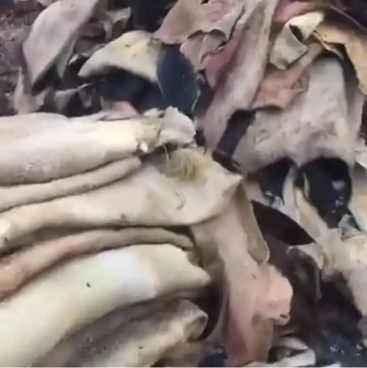 Wet Salted Cow Hides