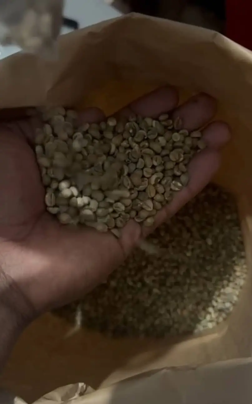 Raw Coffee Beans (Green Coffee)