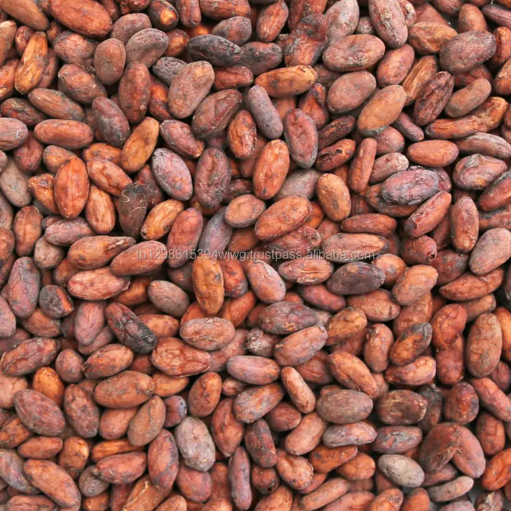 Dry cocoa beans