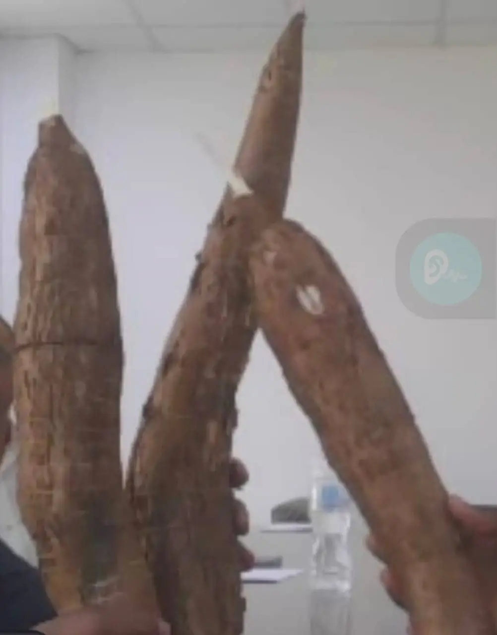 CASSAVA TUBERS