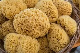 Sea Sponges