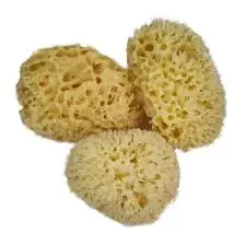 Sea Sponge