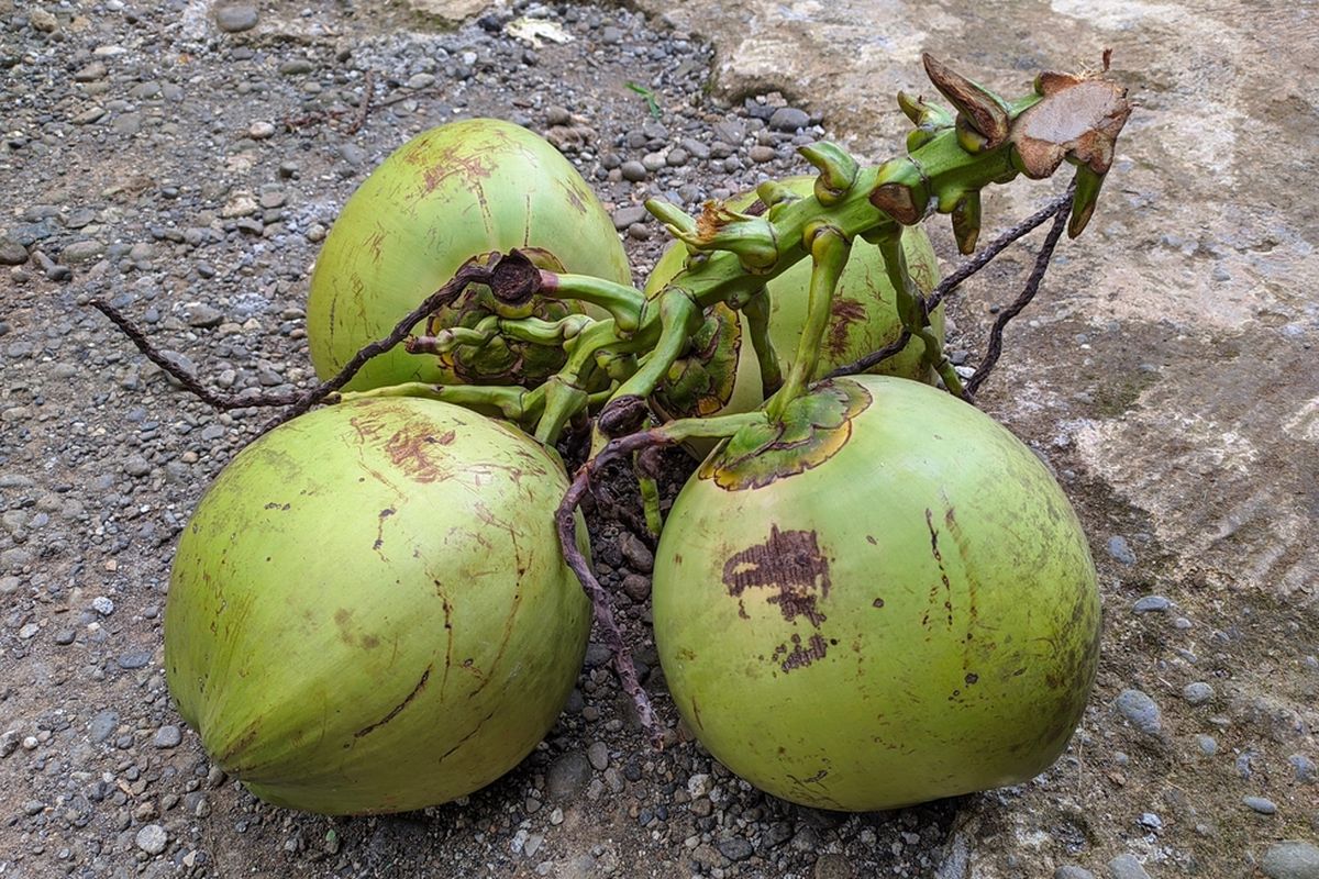 Whole Green  Coconut