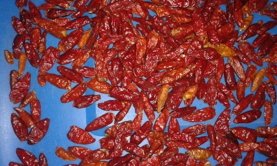 BLACK PEPPER