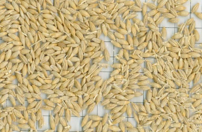 Barley (Clipped and Dressed)