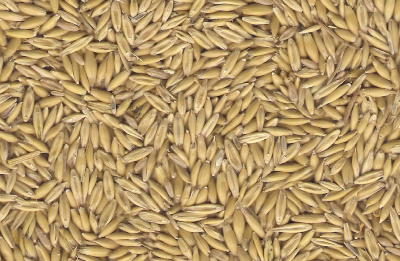 Oats - Clipped and Dressed (Racing Oats), Feed, Milling, Hulled (Naked or Oat Groats), Rolled and Instant.