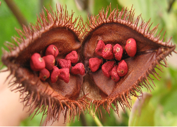 ANNATTO SEED
