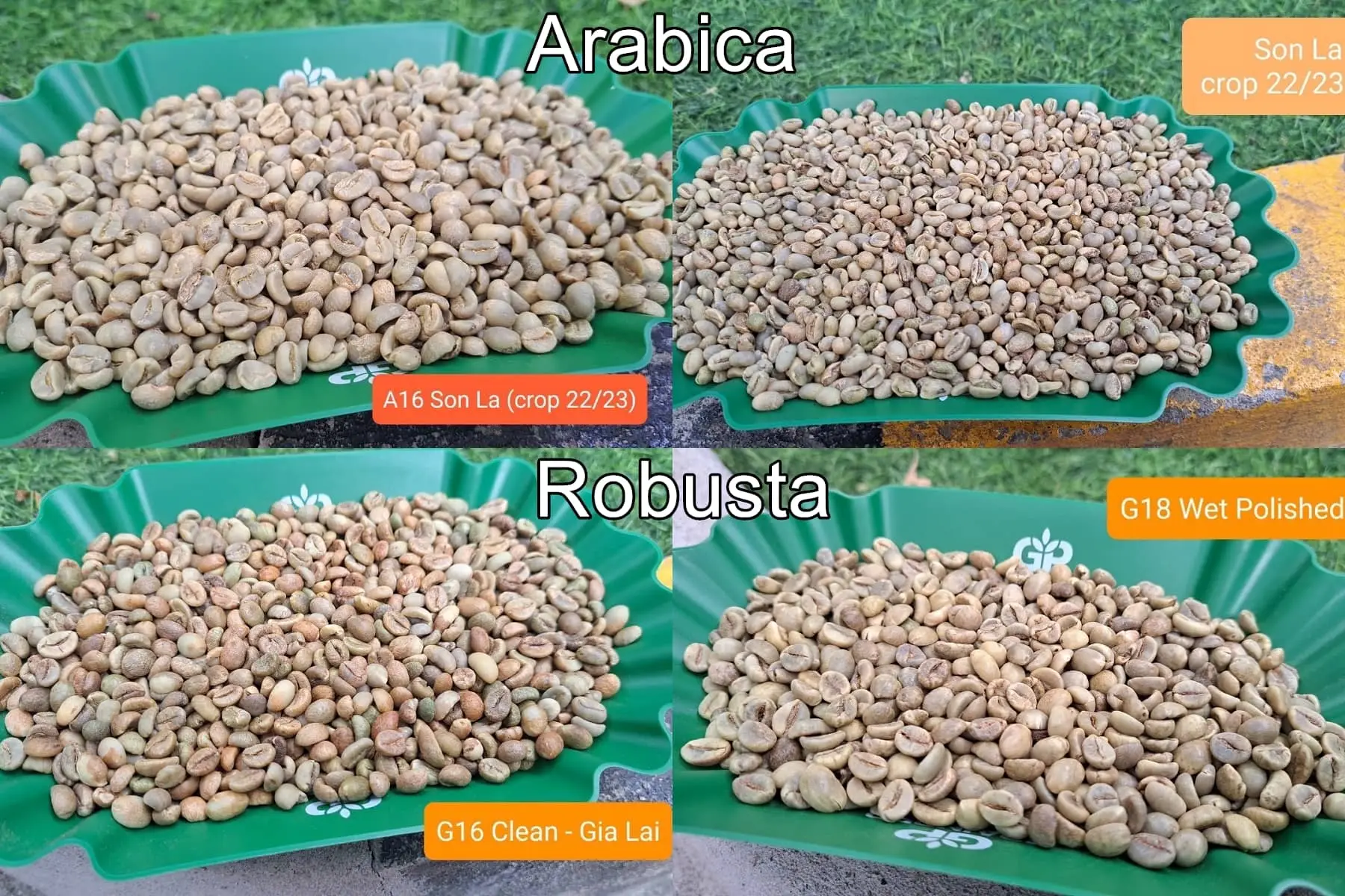 robusta raw coffee beans