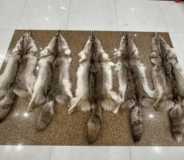 Wholesale Price Wet and Dry Hides and Skin for sale