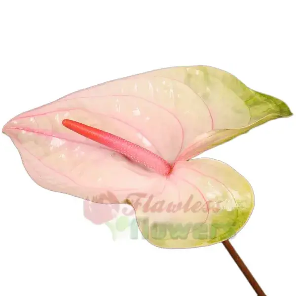 ANTHURIUM ACURA