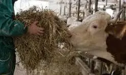 ANIMAL FEED LIKE ALFAFA HAY