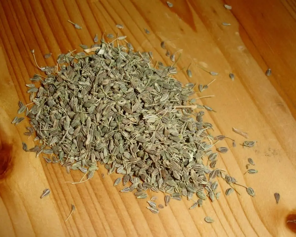 aniseed