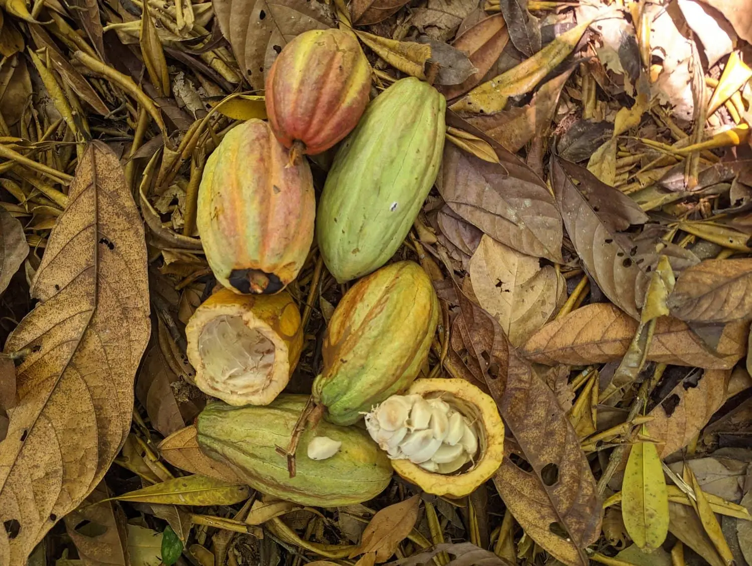 Cocoa Beans Guatemalan