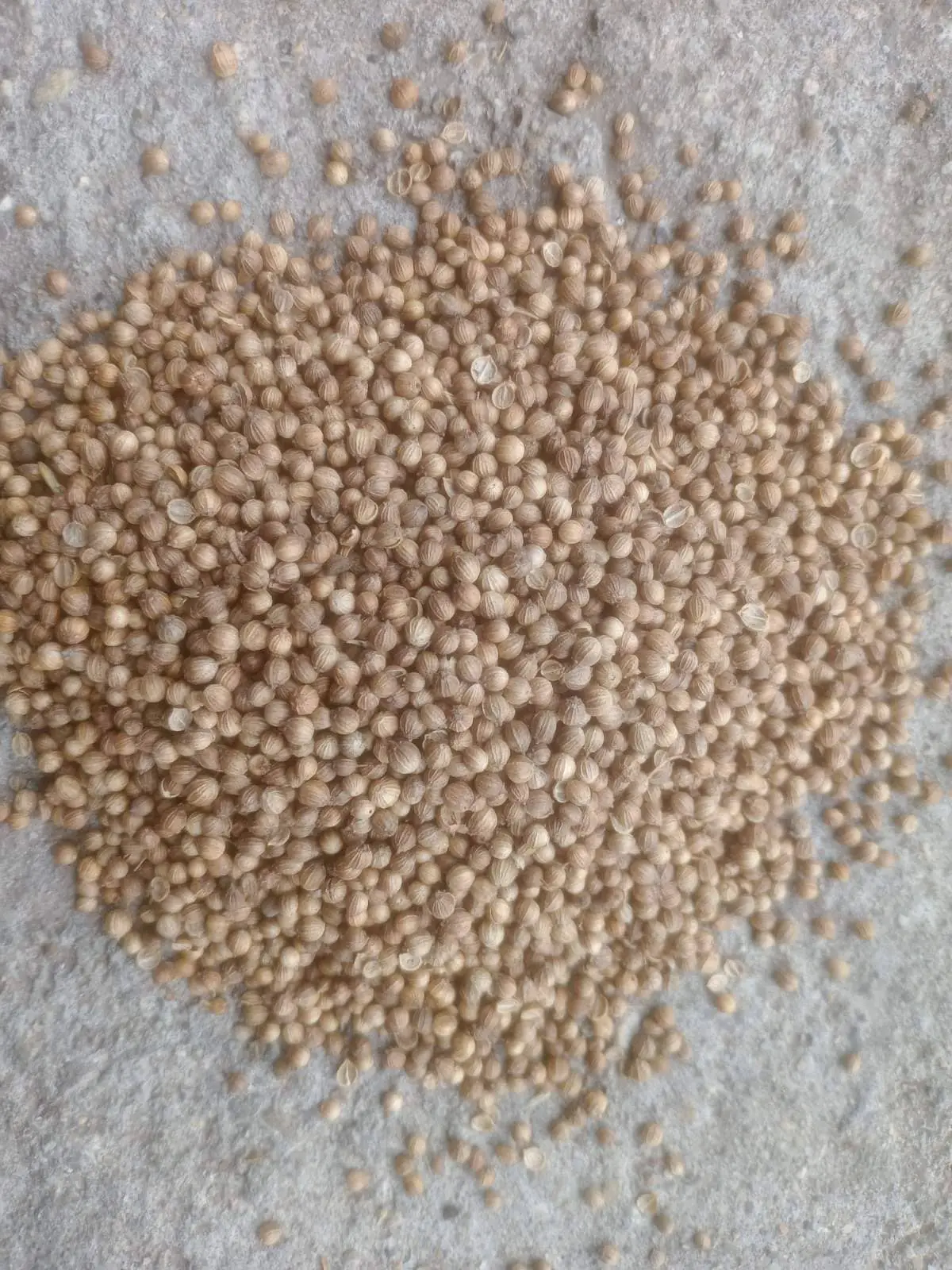 Coriander seeds